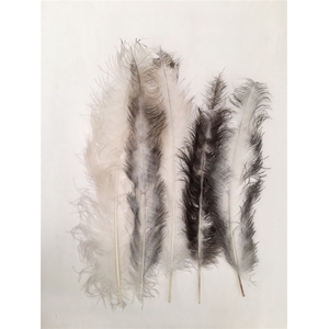 Feather Ostrich Feathers 55cm 5 Pcs Nat White