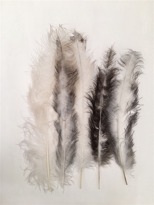 Feather Ostrich Feathers 55cm 5 Pcs Nat White