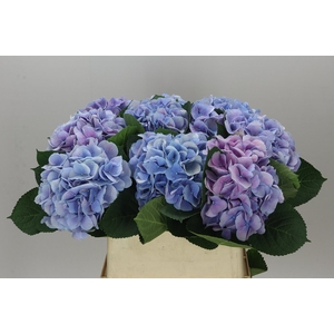 Hyd Marsepein Lilac