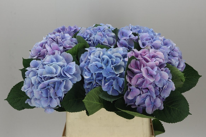 <h4>Hyd Marsepein Lilac</h4>