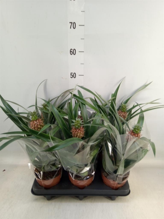<h4>Ananas  'Rosita'</h4>