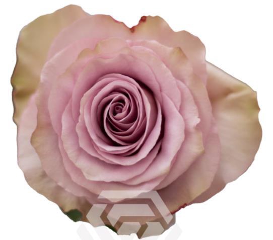 <h4>R Gr Friends</h4>