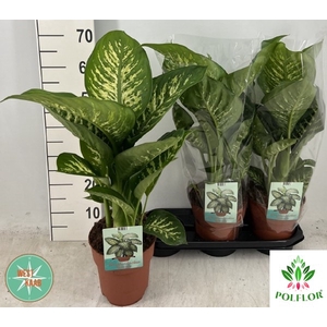 Dieffenbachia seg. Tropic Snow 19Ø 70cm