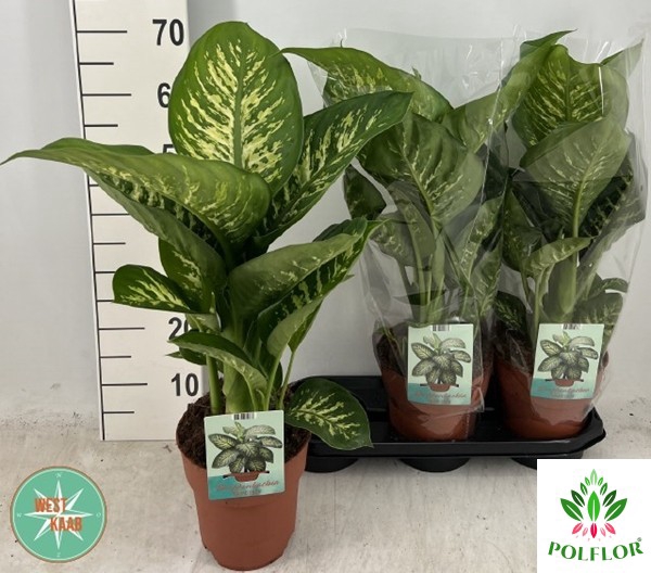 Dieffenbachia seg. Tropic Snow 19Ø 70cm