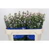 Aster Claudia