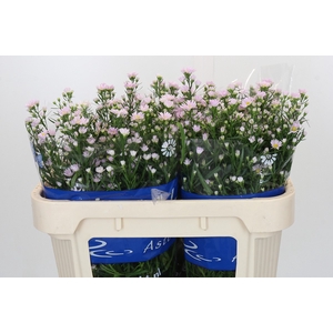 Aster Claudia