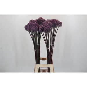 Allium Summer Drummer
