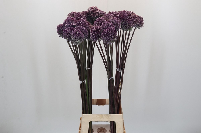 Allium Summer Drummer