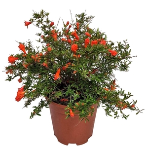 PUNICA GRANATUM NANA