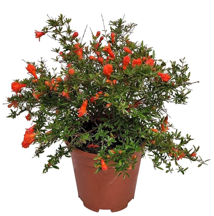 <h4>PUNICA GRANATUM NANA</h4>