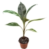 Musa