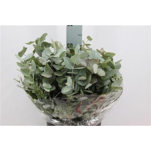 Euca Cinerea Kort Extra 400gr