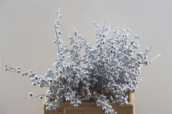 <h4>Ilex Kbh Silver 40cm Stem</h4>