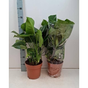 MONSTERA DELICIOSA