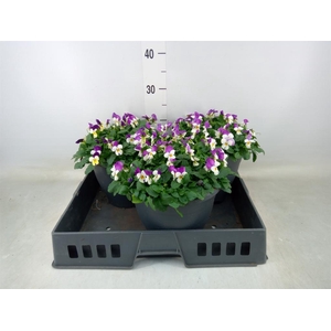 Viola corn. 'Evo Mini Pink Wing'