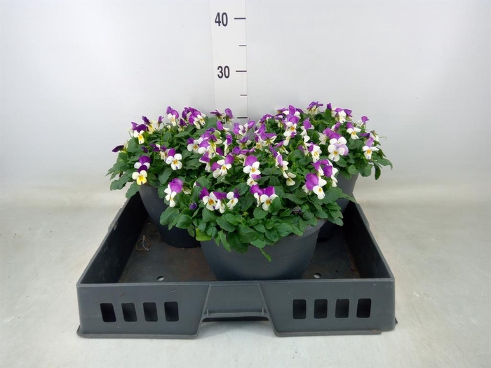 <h4>Viola corn. 'Evo Mini Pink Wing'</h4>