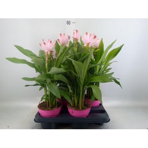 Curcuma alism. 'Siam Salsa'