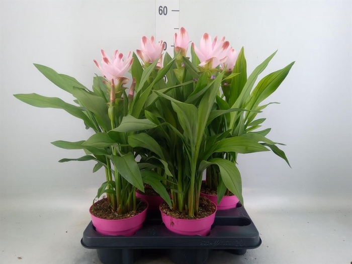 <h4>Curcuma alism. 'Siam Salsa'</h4>