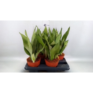 Sansevieria trifa. 'Moonshine'