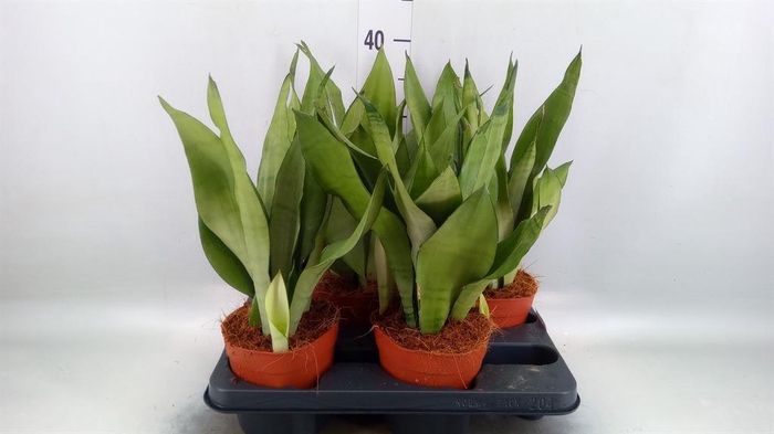 <h4>Sansevieria trifa. 'Moonshine'</h4>