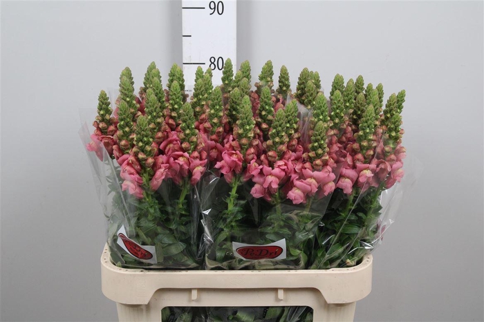 <h4>Antir Cool Rose</h4>