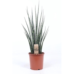 Sansevieria 'Fernwood' Mikado