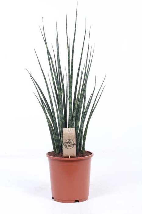 <h4>Sansevieria 'Fernwood' Mikado</h4>