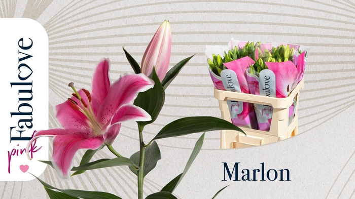 <h4>LI OR MARLON</h4>