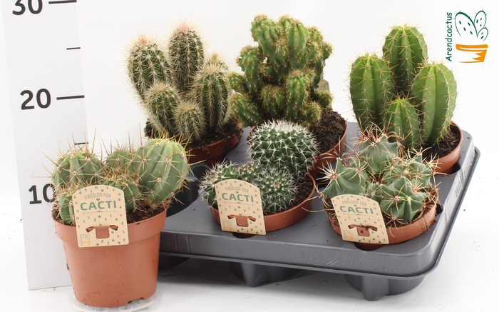 <h4>CACTUS GEM</h4>