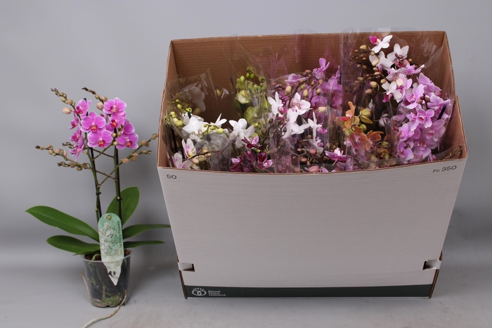 <h4>PHAL MF GEM 8 KL</h4>