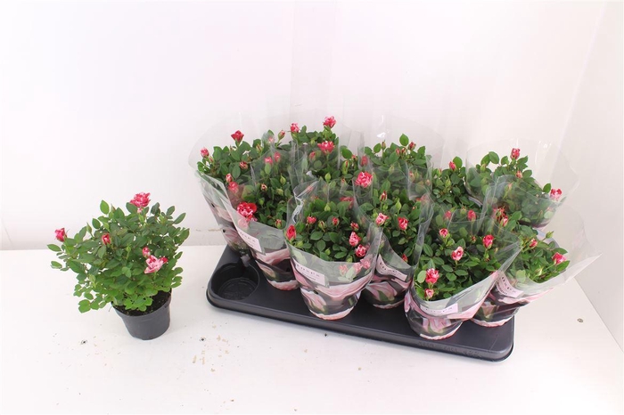 <h4>Rosa Gigi Parade</h4>