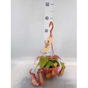 Nepenthes    ...