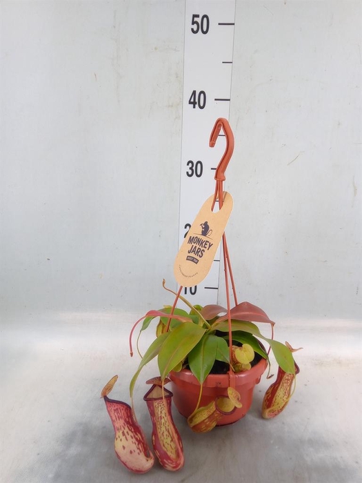 <h4>Nepenthes    ...</h4>