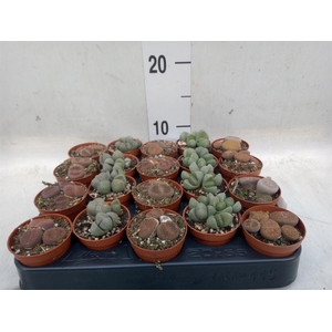 Lithops sp.