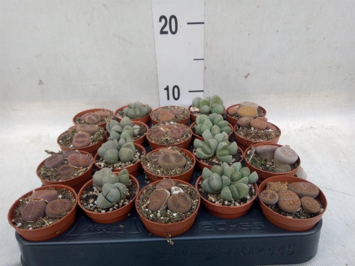 <h4>Lithops sp.</h4>