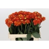 Dahlia Orange Fox
