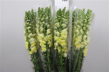 <h4>Antir It. Yellow</h4>