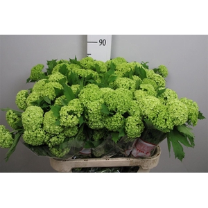 Viburnum Roseum St 2+