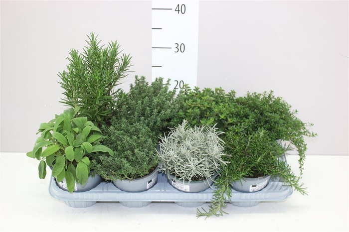 <h4>Tuinkruiden Gemengd</h4>