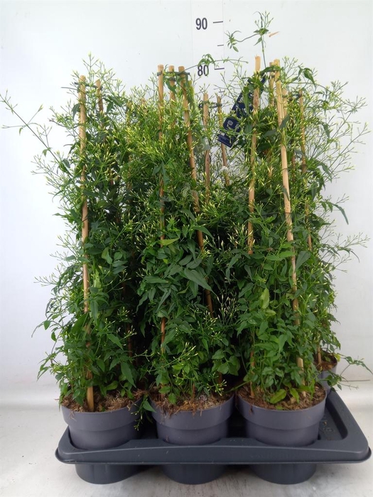 <h4>Jasminum polyanthum</h4>