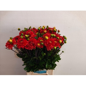 DAHL OV ROOD X50