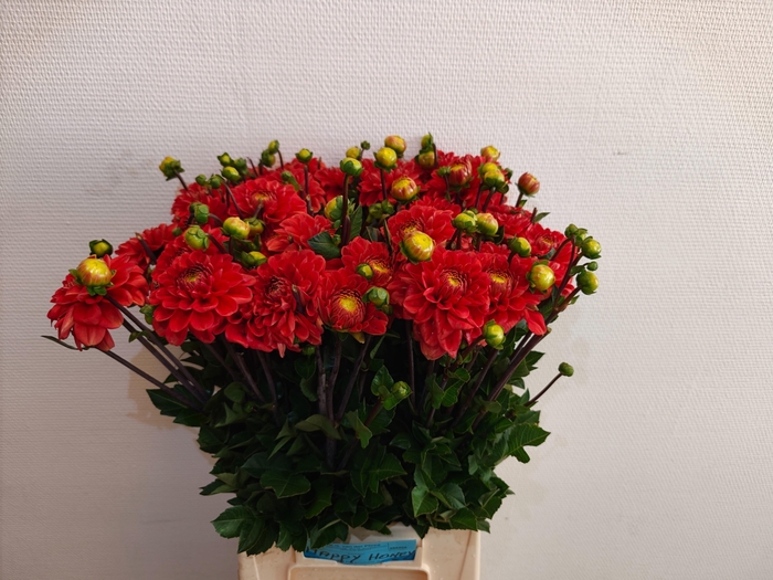 <h4>DAHL OV ROOD X50</h4>