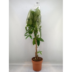 Pachira aquatica