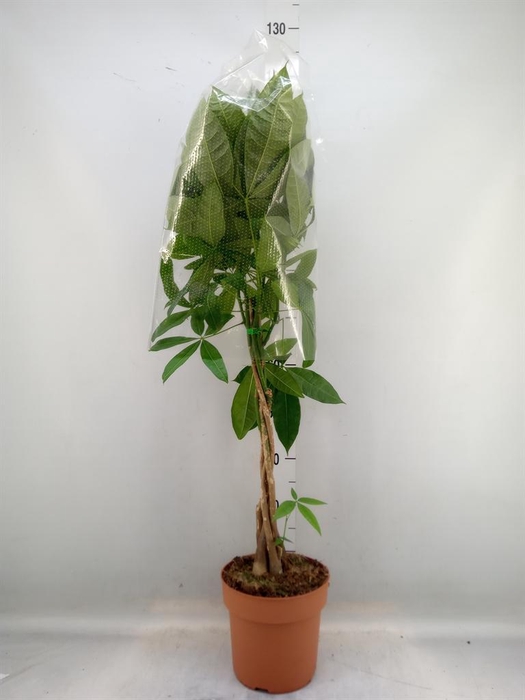 <h4>Pachira aquatica</h4>