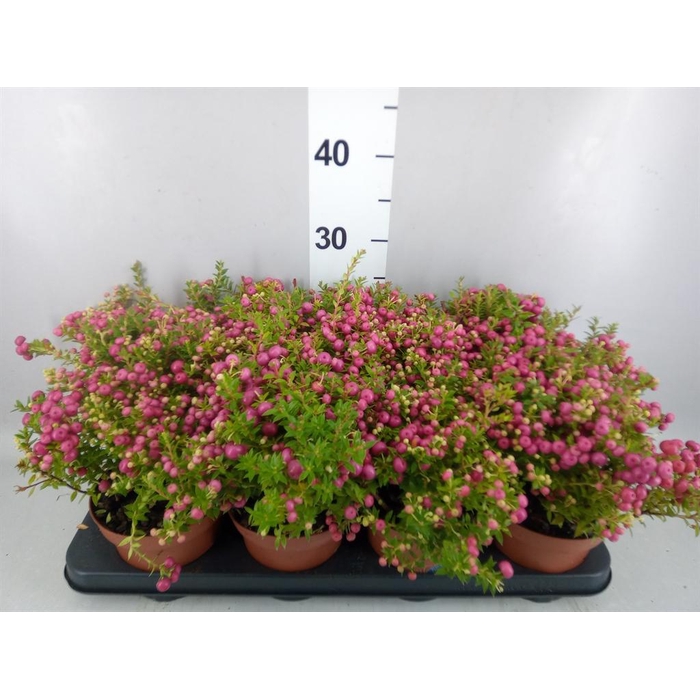 <h4>Gaultheria   ...rose berry</h4>