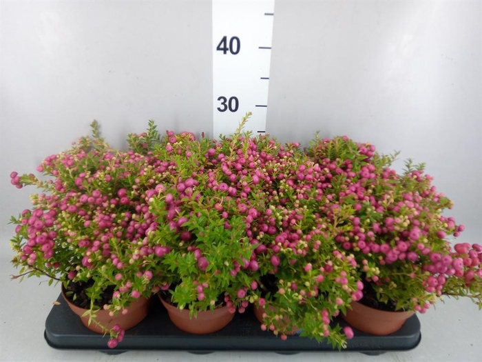 Gaultheria   ...rose berry
