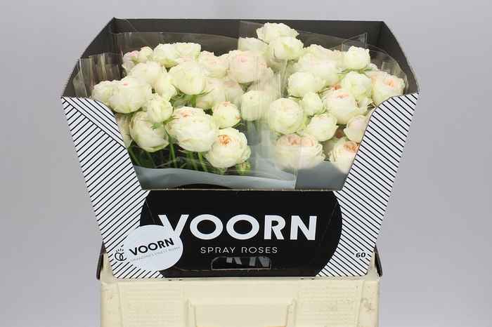 <h4>Rosa Tr Grandma's Romy</h4>