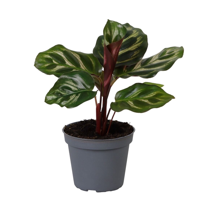 <h4>Calathea Makoyana P6</h4>