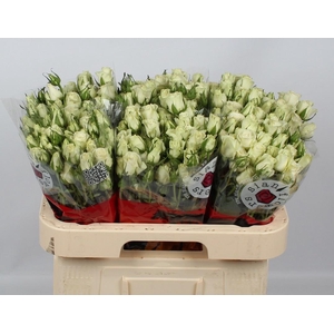 R TR POLA SENSATION+