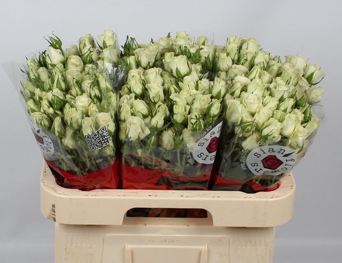 <h4>R TR POLA SENSATION+</h4>